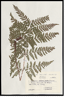 Dryopteris dilatata (Hoffm.) A. Gray