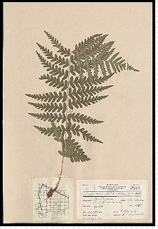 Dryopteris filix-mas (L.) Schott