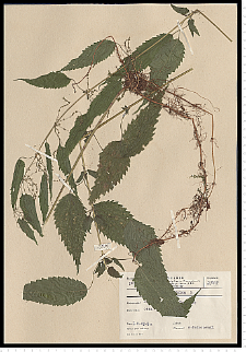 Urtica dioica L.