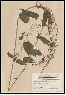 Urtica dioica L.