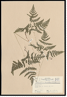 Gymnocarpium dryopteris (L.) Newman