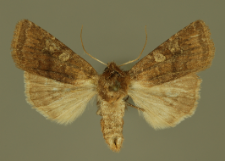 Cerastis leucographa (Denis & Schiffermüller, 1775)