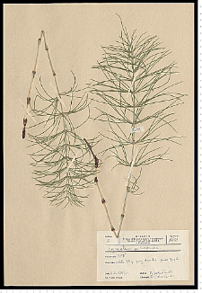 Equisetum arvense L.