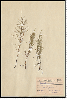 Equisetum arvense L.