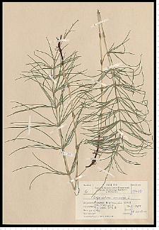 Equisetum arvense L.