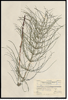 Equisetum arvense L.