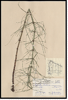 Equisetum fluviatile L.