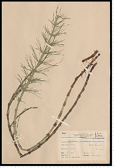 Equisetum fluviatile L.