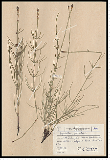 Equisetum palustre L.