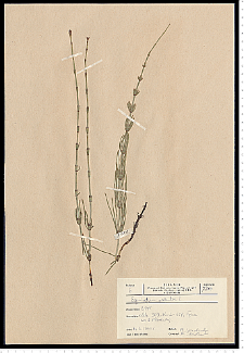 Equisetum palustre L.