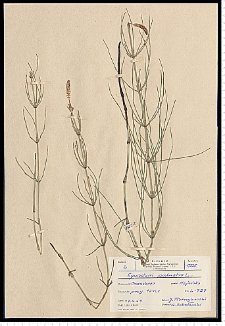 Equisetum palustre L.
