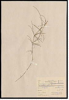 Equisetum palustre L.