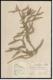 Lycopodium annotinum L.
