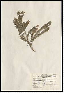 Lycopodium annotinum L.