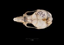 Rattus rattus
