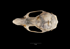Rattus rattus