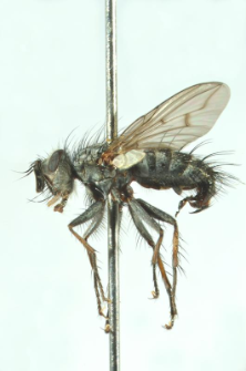 Campylocheta fuscinervis (Stein, 1924)