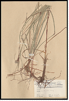 Eriophorum angustifolium Honck.