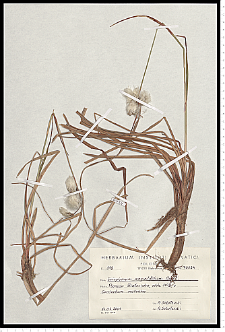 Eriophorum angustifolium Honck.