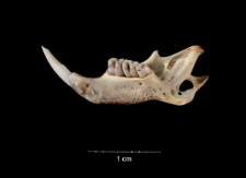 Jaculus orientalis