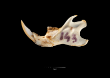 Rattus norvegicus