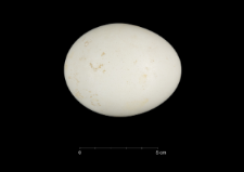 Pygoscelis adeliae