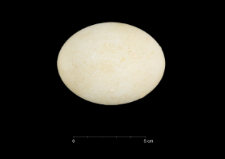 Pygoscelis adeliae