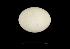 Pygoscelis adeliae