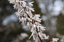 Abeliophyllum distichum Nakai