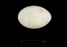 Pygoscelis adeliae