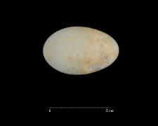 Phalacrocorax atriceps