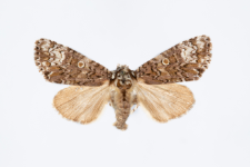 Craniophora ligustri