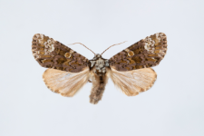 Craniophora ligustri