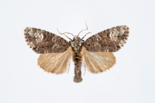 Craniophora ligustri