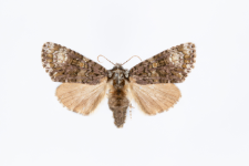 Craniophora ligustri