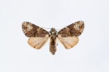Craniophora ligustri
