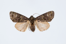 Craniophora ligustri