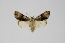 Acronicta alni