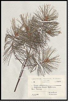 Pinus strobus L.