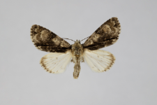 Acronicta alni
