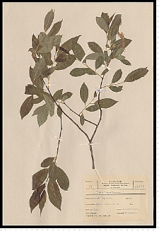 Salix pentandra L.