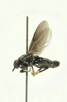 Scenopinus niger (De Geer, 1776)