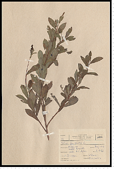 Salix purpurea L.