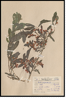 Salix purpurea L.