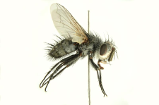 Thelymorpha marmorata (Fabricius, 1805)