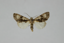 Acronicta alni