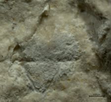 Goniodromites species