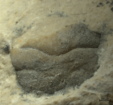 Goniodromites species