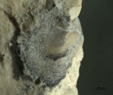 Goniodromites species