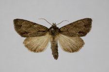 Acronicta cuspis